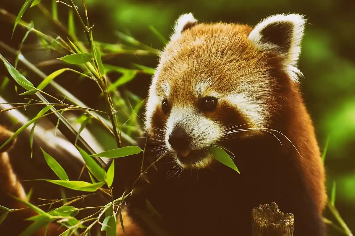 可爱萌萌的小熊猫