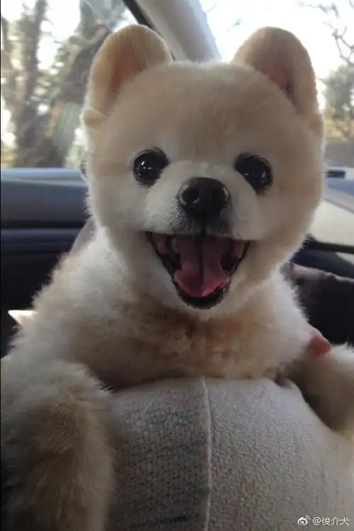 俊介犬长大后的样子图 俊介犬好养吗