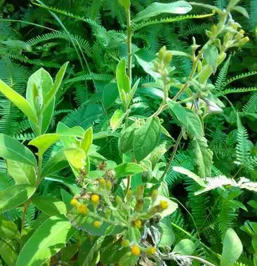 白面风也叫毛将军过饥草