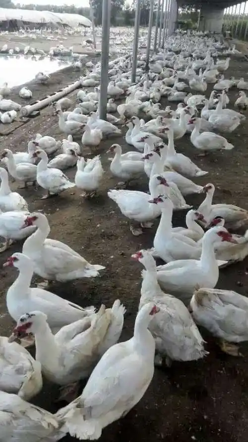 美洲雁苗非洲雁苗鸳鸯鸭苗回收成品出售白条