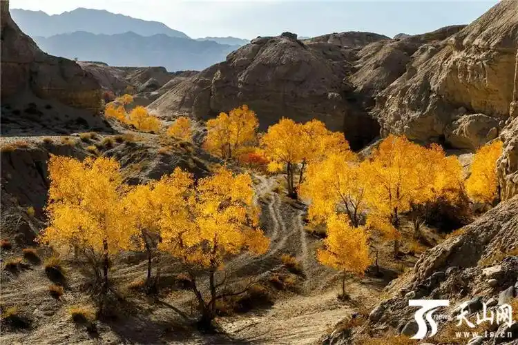 【疆遇风光】和静县:山胡杨醉美秋色-天山网 - 新疆新闻门户
