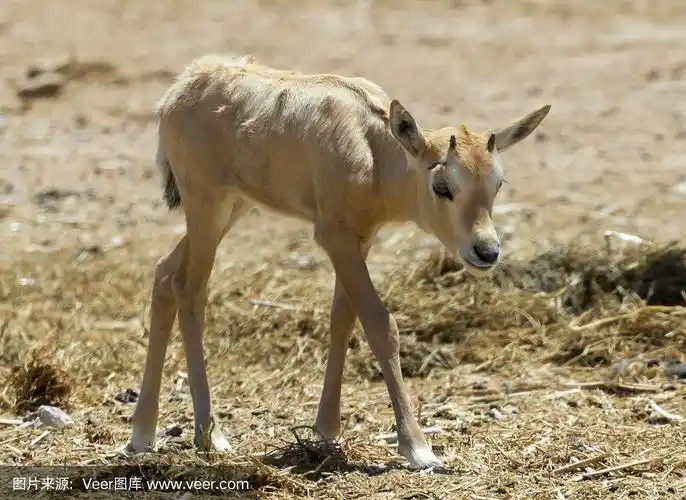 阿拉伯白羚羊(大羚羊)