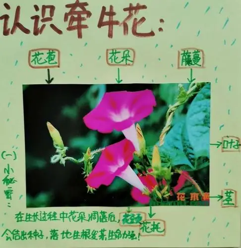 小小牵牛花