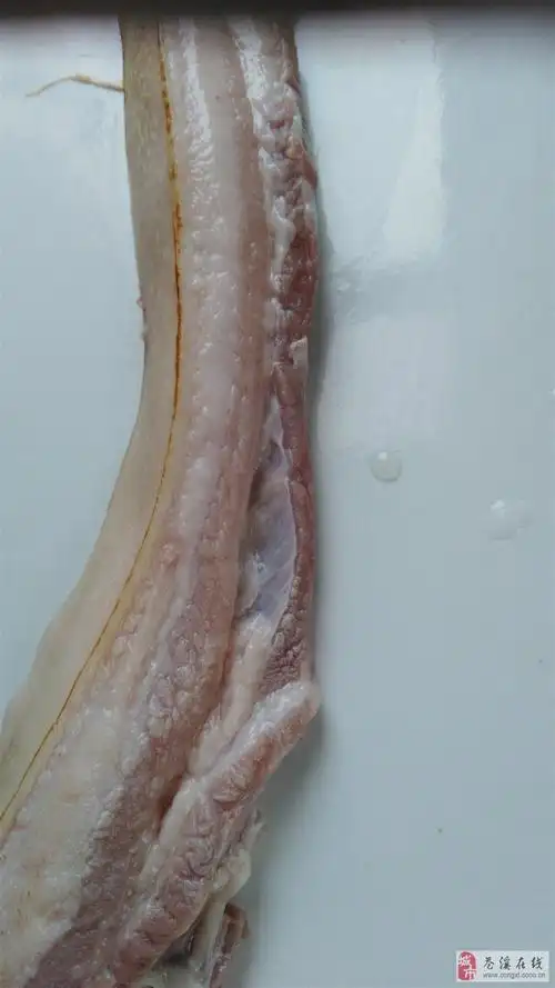 这就是传说中的米猪肉