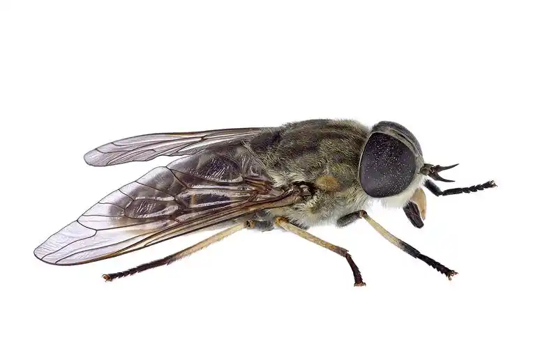 苍蝇图片昆虫苍蝇