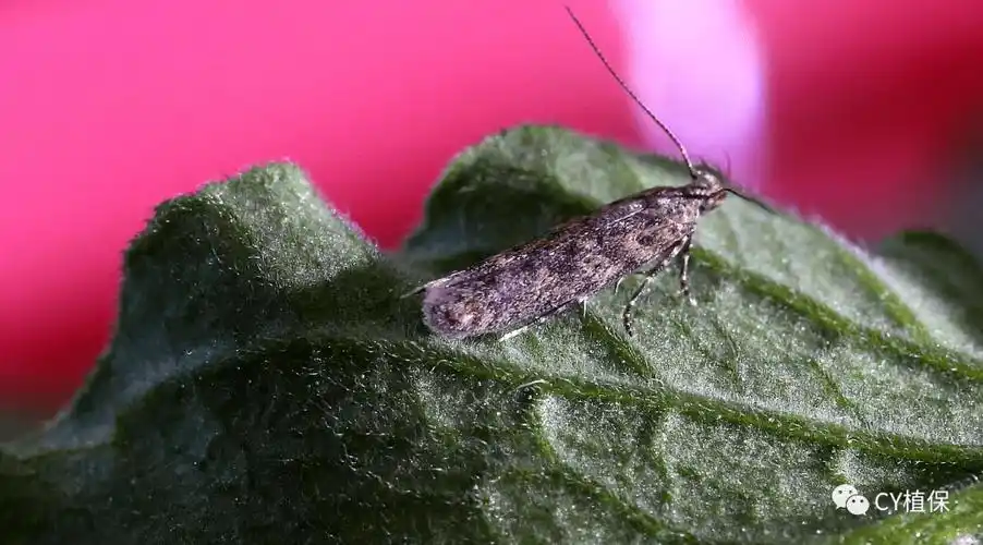 番茄潜叶蛾识别与防控_危害_幼虫_mm