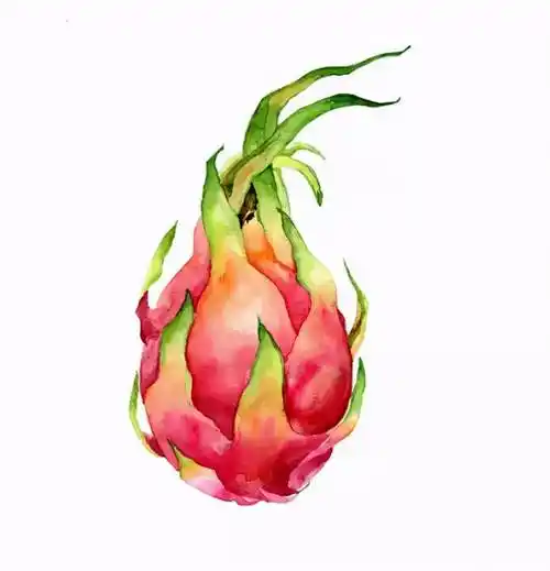 初学者水彩画大全水彩画初级