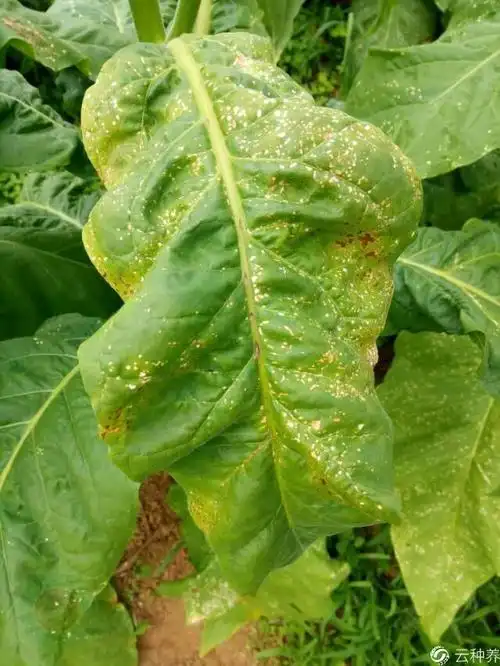 专家好,是什么原因造成烟叶这种情况,如何防治?