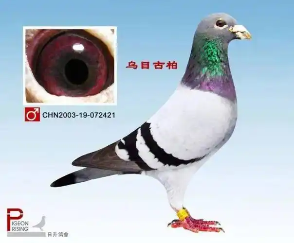 牛眼该怎么配对