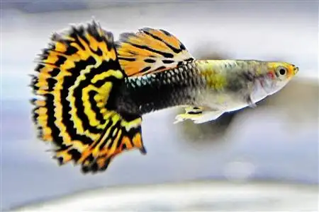 我的鱼不吃东西,还有点疯狂,什么情况?