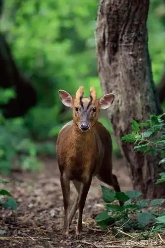 神农架发现罕见白化麂子,通体雪白却不治身亡,它为何如此神秘?