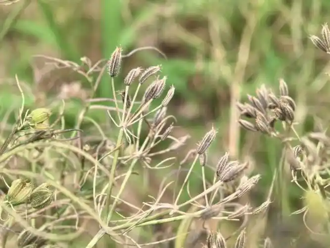 新疆烤肉的灵魂伴侣——孜然成熟啦