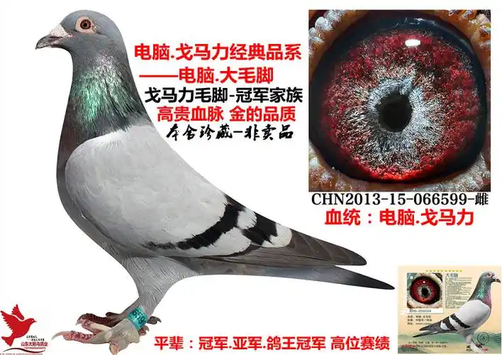 电脑戈马力金品大毛脚种雌