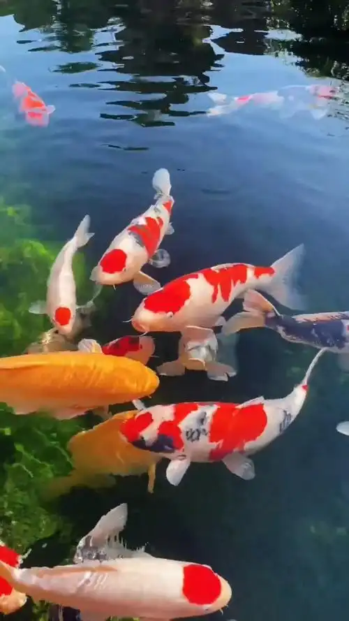 日常迷信转发这池好运锦鲤接下来你运气会像开挂一样