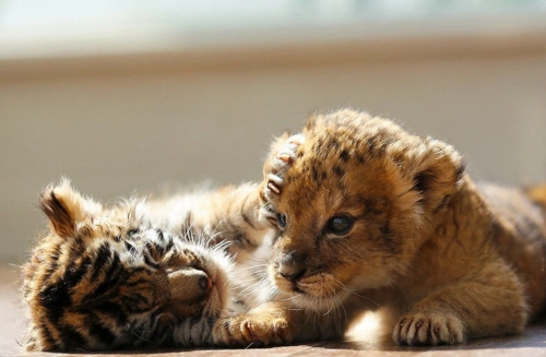 幼狮幼虎亲如"兄弟" 与小兔玩耍萌翻网友