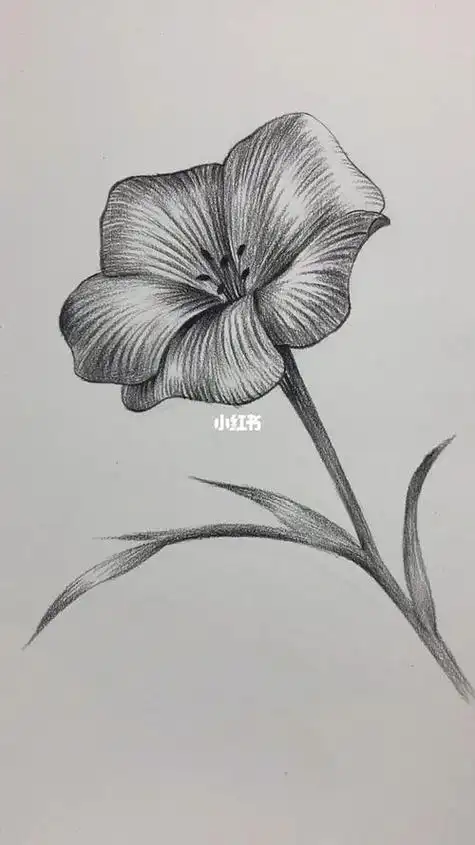 笔画《玉兰花》原创每日一画彩铅画月季花现货批发黑白素描花朵纹身贴