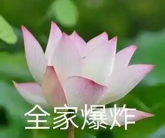 荷花带字表情包