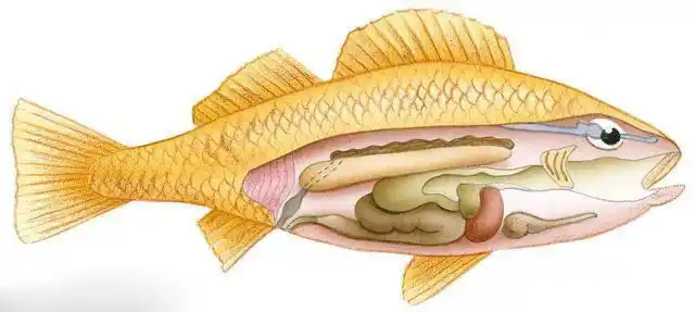 水产动物肝脏疾病的防治措施你知道多少