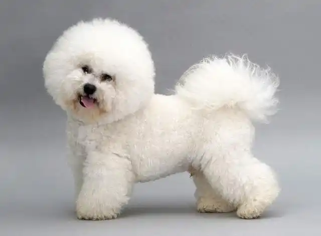 纯种比熊都有的5大特征,你家的是串串还是纯种?