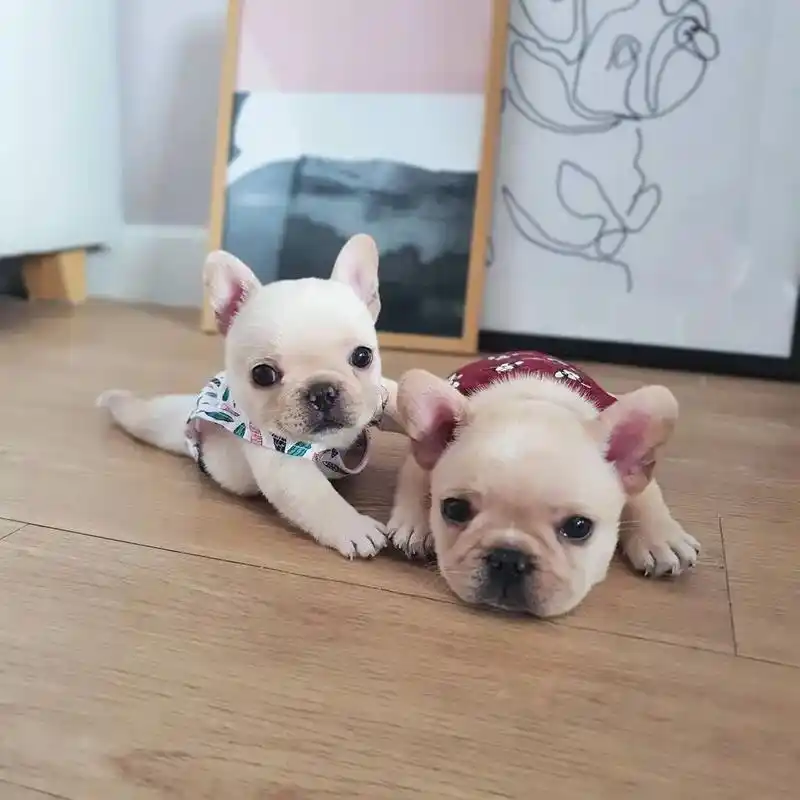 这样的小兔子你爱了吗?#法国斗牛犬 #法斗宝宝 #法斗幼犬  - 抖音