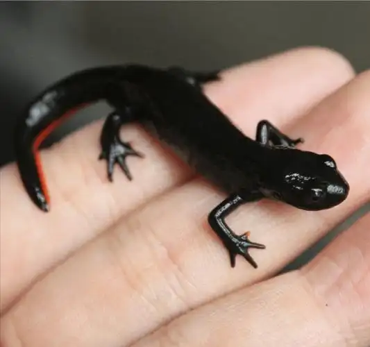 壁虎真有毒?原来它"深藏不露"_动物_女子_尿液