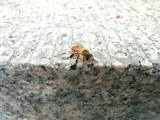 春天刚出生的蜜蜂幼崽