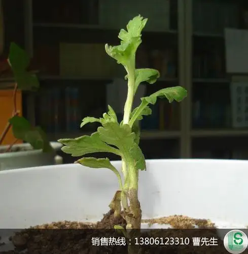 菊花种植从苗到开花全过程