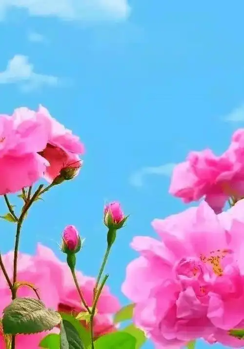 早安心语健康平安幸福吉祥