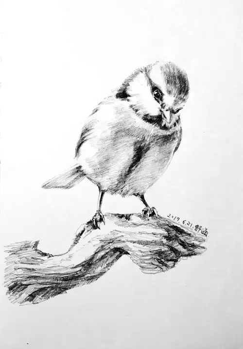 素描小鸟|纯艺术|绘画|舒涵美绘 - 原创作品 - 站酷 (zcool)