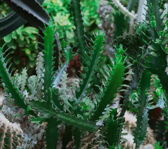 原创首发霸王鞭