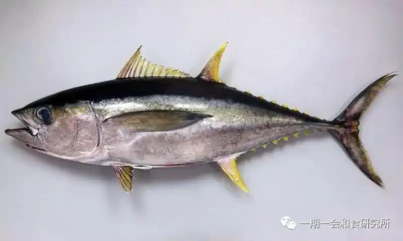 中文名称为「长鳍金枪鱼」,是所有种类中胸鳍比例最长的品种.