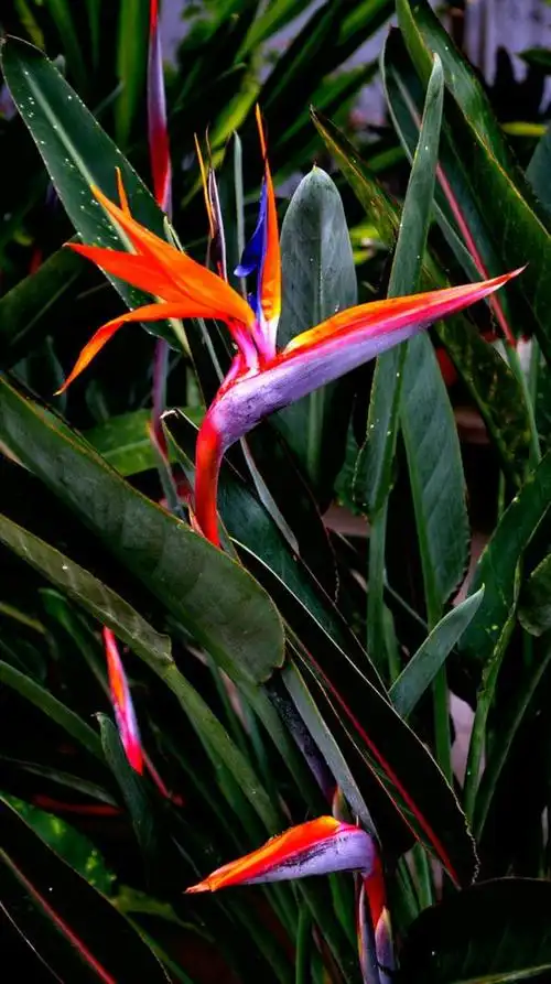 鹤望兰的花语:无论何时何地,永远不要忘记你爱的人在等你!