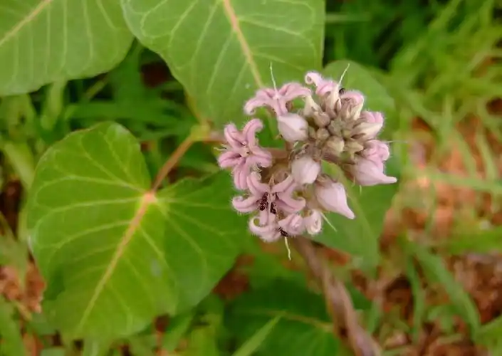 这种草药是天然的消肿药一敷即见效村中老农到现在都还在用