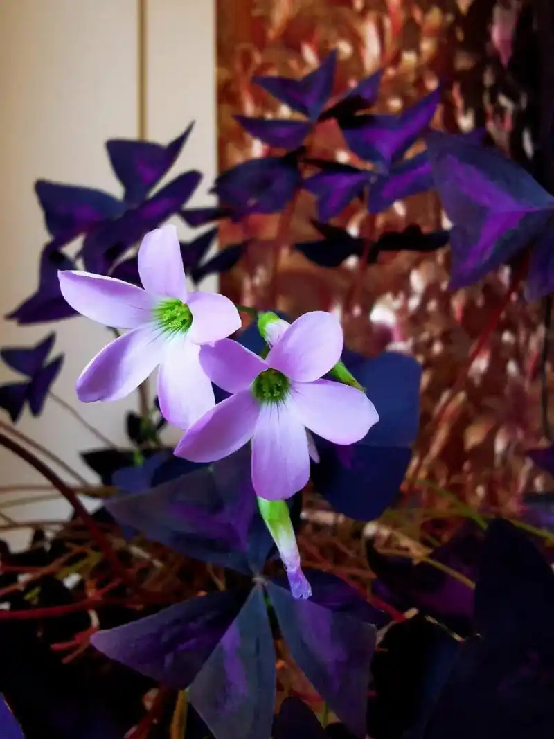 文学# 美丽的不只有牡丹,娉婷的不只有杜鹃,别致的蝴蝶花叶,清雅的