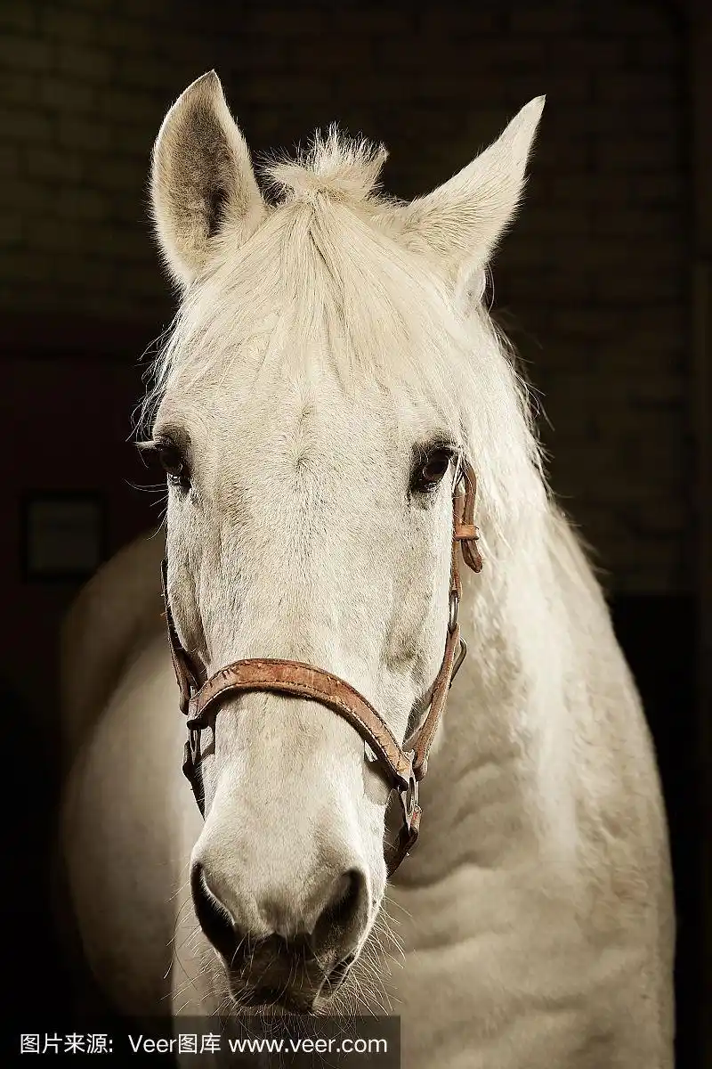 特写,注视镜头,自然美,黑色背景,白马