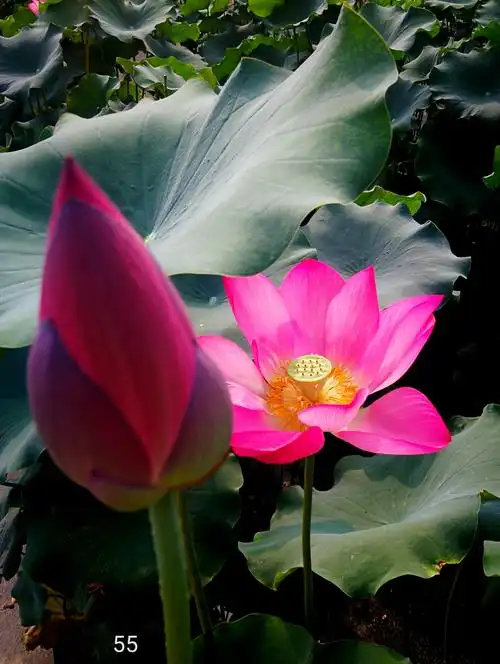 〈荷花图〉2018年7月拍于北京