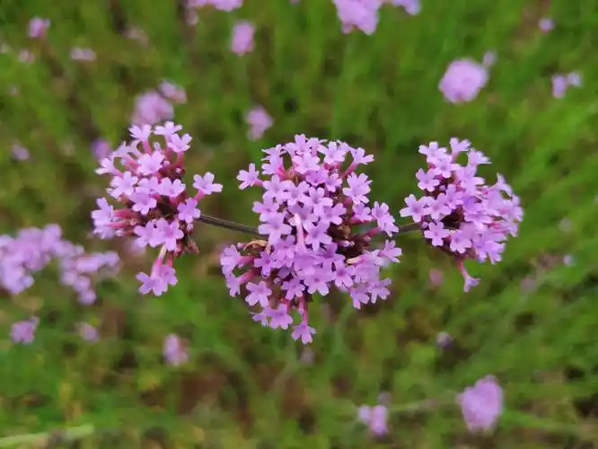 细长如马鞭的花茎上顶着一簇簇紫色的小花,花朵随风摇曳,美得如梦如幻