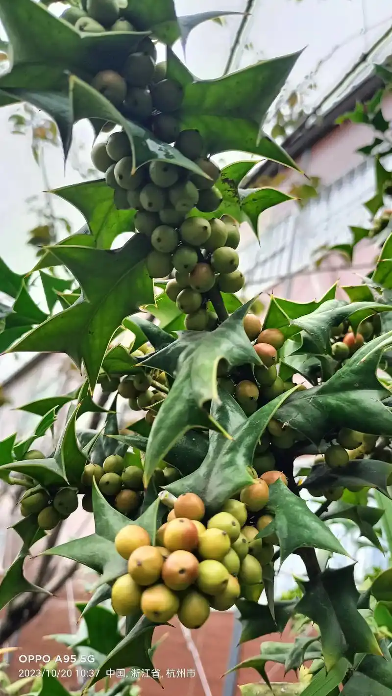 枸骨又名猫儿刺,老虎刺等,为常绿灌木或小乔木,叶形奇特,碧绿 - 抖音