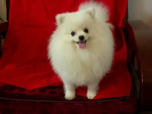 江苏哪里买健康狗狗,博美犬