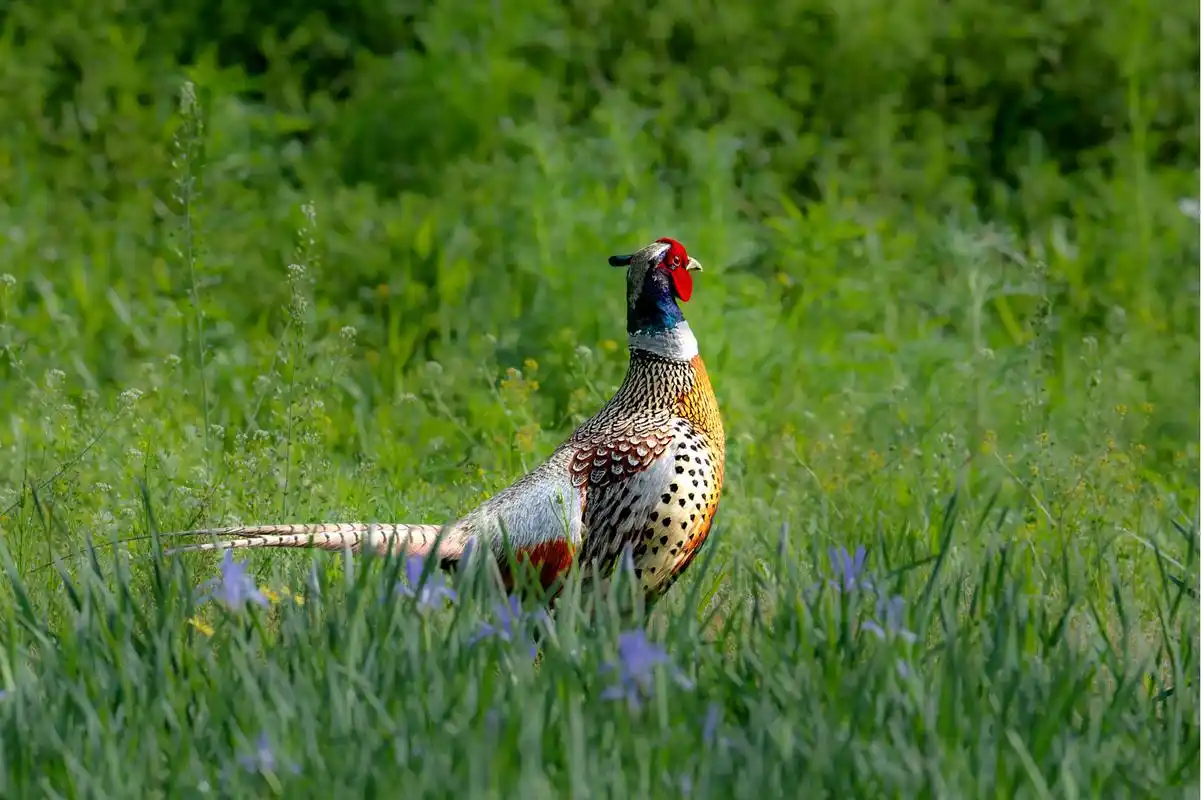 雉鸡(学名:phasianus colchicus):是鸟纲雉科的一种走禽,共有30个