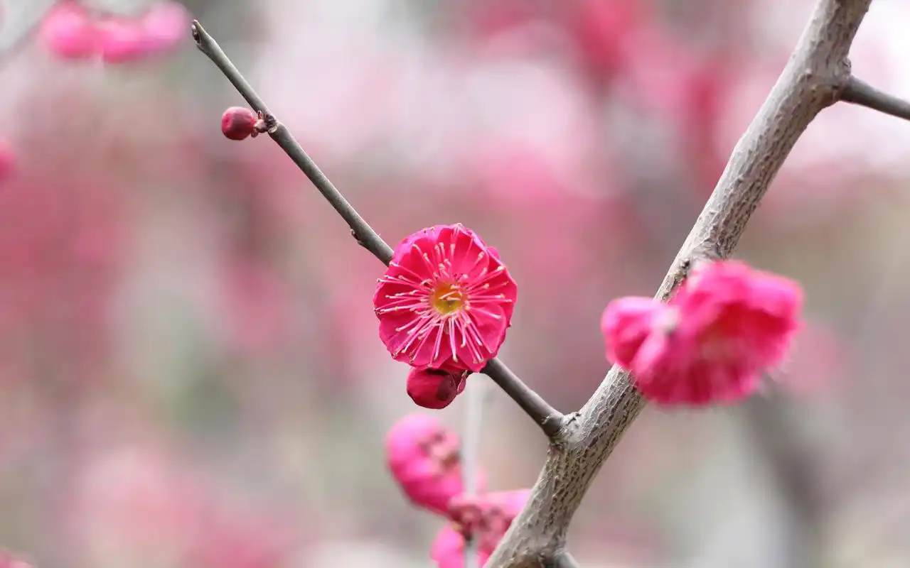 唯美鲜艳的红梅图片电脑壁纸高清大图预览1920x1200_植物壁纸下载_美