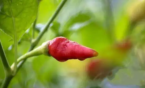 世界上10大最辣的辣椒死神辣椒第二第一吃下去可能致死