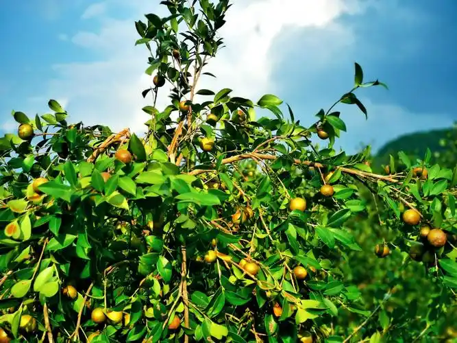 岑巩羊桥乡油茶果果挂树梢丰收喜悦满山腰