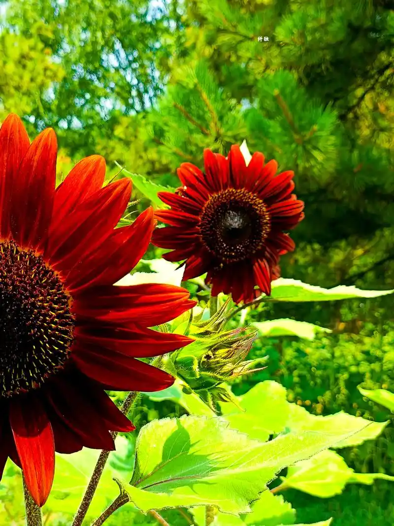 奥森公园的向日葵开了,向阳而生.奥森公园的向日葵开了,一大片 - 抖音