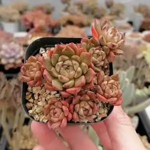 奥利维亚多头群生小老桩整群多肉植物办公室绿植一物一拍晨枫花园