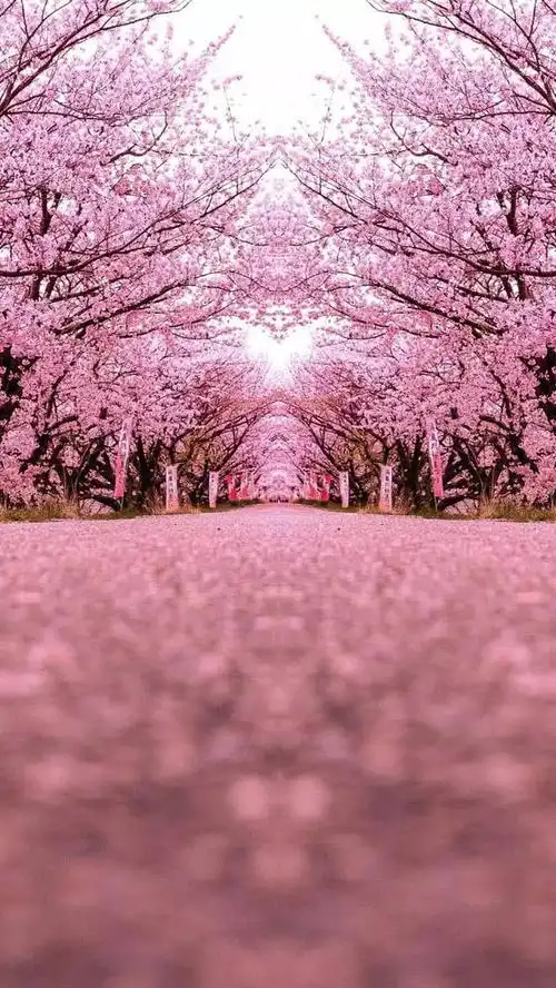 粉色浪漫樱花唯美高清手机壁纸