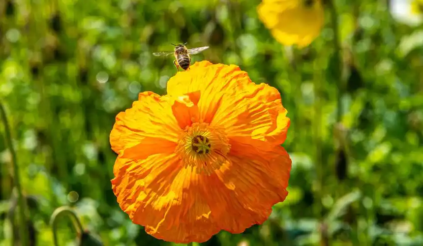 2000万株京城最大面积冰岛虞美人绽放