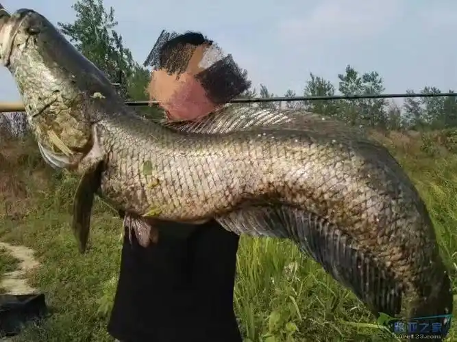黑鱼大了都放生吧.难得周末一尾巨黑