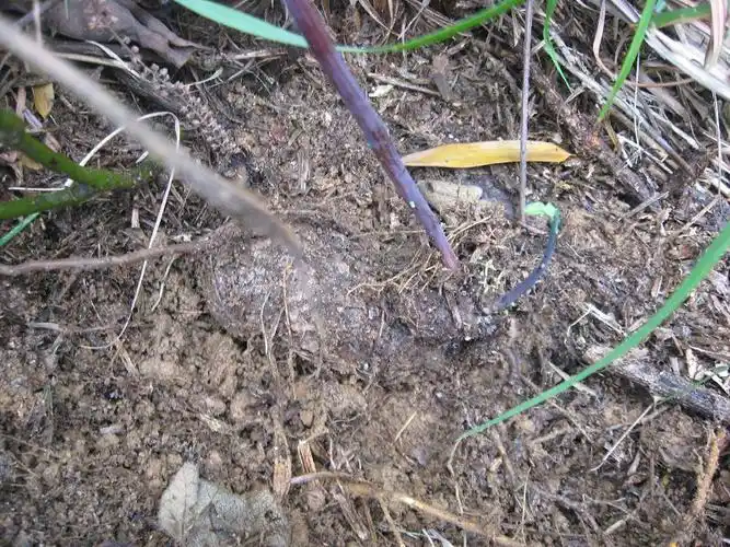 4月29日 血散薯(山乌龟)