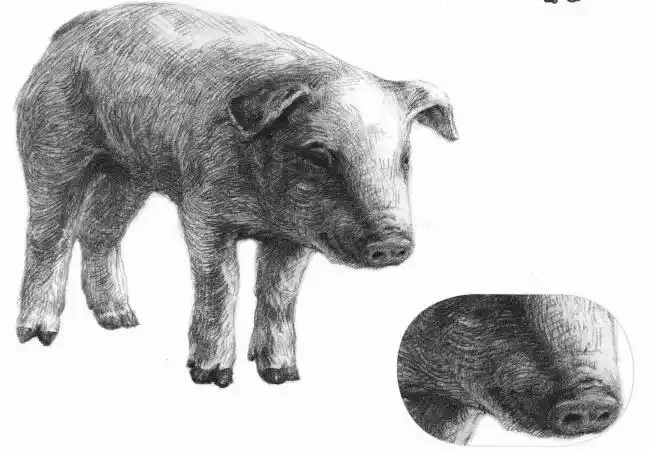 猪的素描画法步骤图示|动物素描- 小南美术网